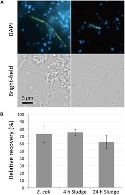Rapid Enrichment and Isolation of Polyphosphate-Accumulating Organisms Through 4’6-Diamidino-2-Phenylindole (DAPI) Staining With Fluorescence-Activated Cell Sorting (FACS)